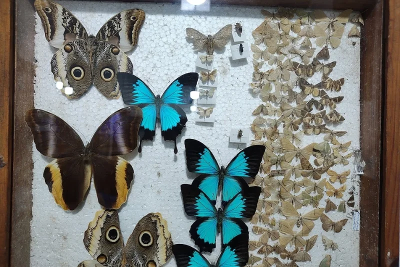 Butterfly Museum